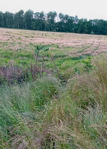 Pkw landet im Gleisbett – Bahnstrecke bei Lauchhammer vorübergehend gesperrt; Foto: Blaulichtreport Lausitz