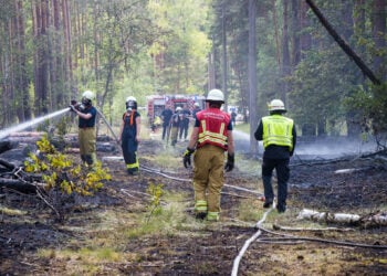 Waldbrand in Cottbus-Branitz: Über 4.000 Quadratmeter betroffen