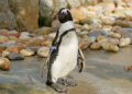 Bild: Zoo Hoyerswerda, Stefanie Jürß