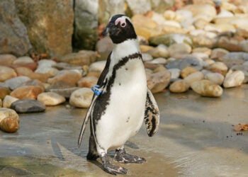 Sorge um Vogelmalaria: Zoo Hoyerswerda gibt Pinguine nach Israel ab