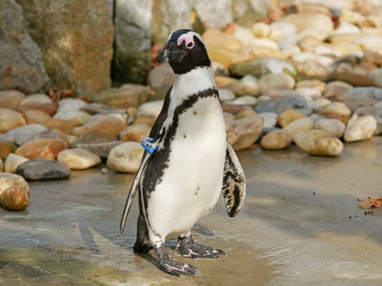 Bild: Zoo Hoyerswerda, Stefanie Jürß