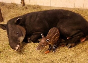 Nachwuchs im Cottbuser Tierpark: Süßes Tapir-Baby geboren!