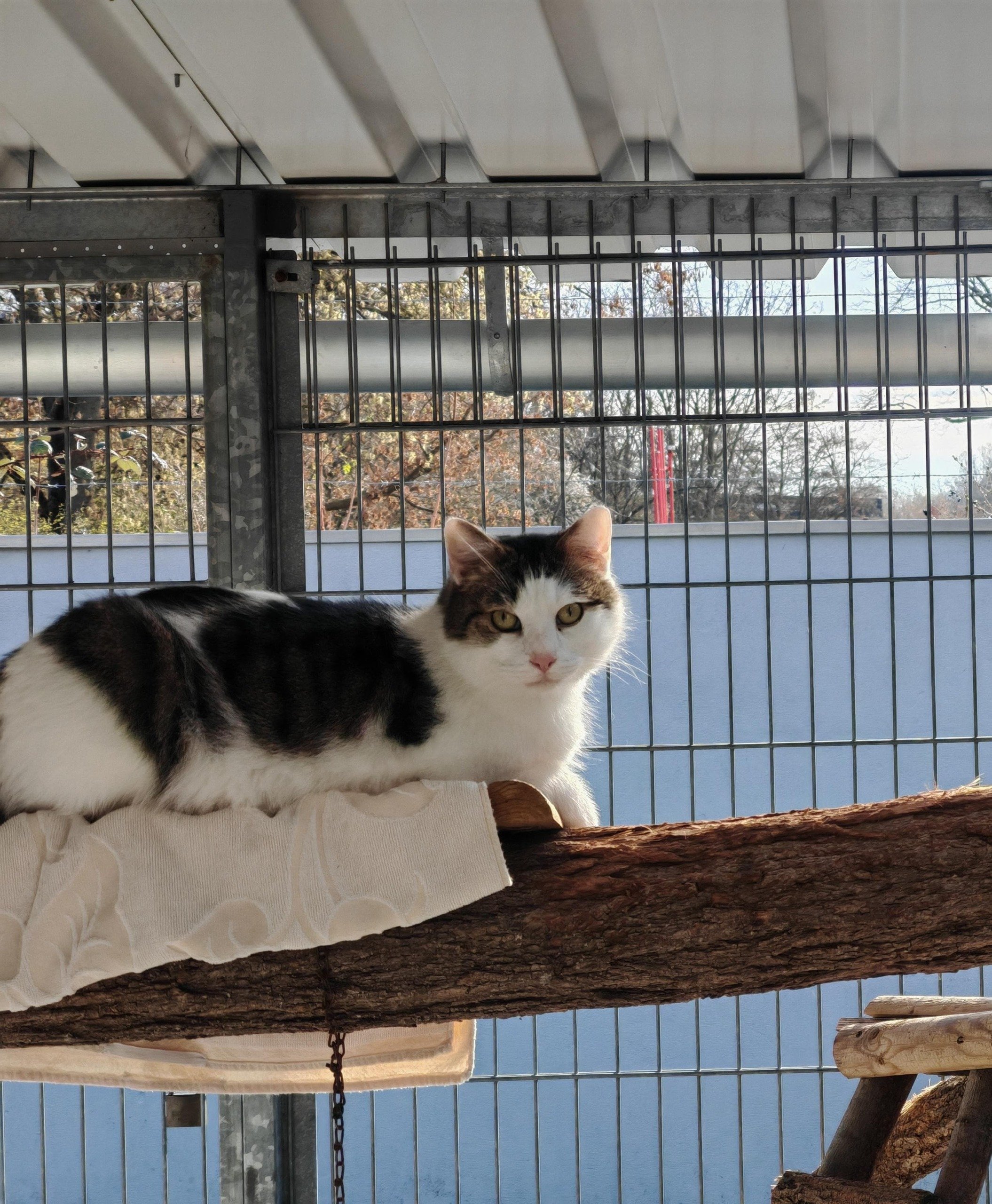 Tierheim Cottbus