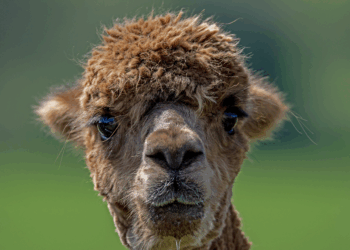 Alpakas auf Abwegen: Polizeieinsatz auf der B96 bei Senftenberg