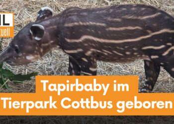 Nachwuchs im Cottbuser Tierpark: Süßes Tapir-Baby geboren!