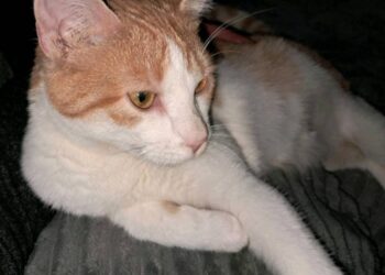 Tierhilfe Südbrandenburg 