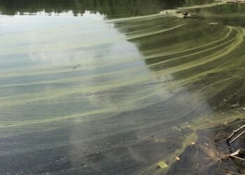 Baden auf eigene Gefahr: Blaualgenverdacht im Madlower & Branitzer See