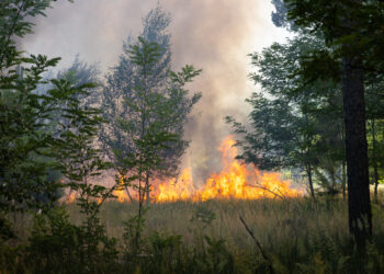 Waldbrandeinsatz auch am ehemaligen Flugplatz Cottbus