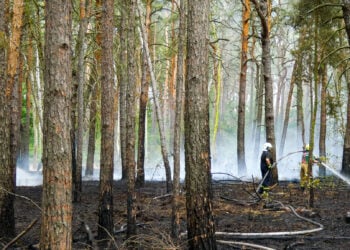 Feuerwehreinsatz bei Waldbrand nahe Massen-Niederlausitz