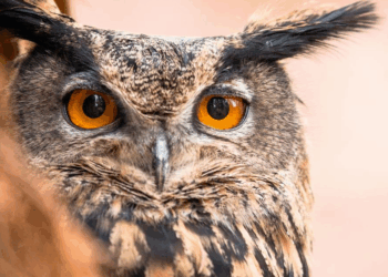 Tierpark Finsterwalde feiert 55-jähriges Bestehen mit Festwochenende