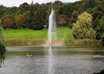Wasserpest setzt Spremberger Schwanenteich zu – Maßnahmen laufen an