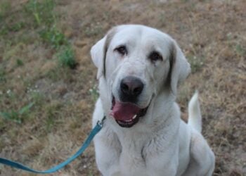 Tierschutzligadorf Neuhausen/Spree 