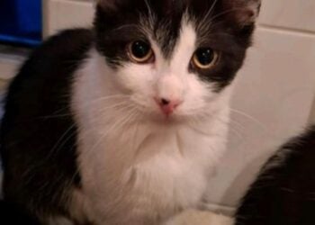 Tierhilfe Südbrandenburg