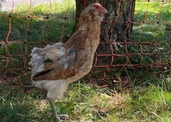 Rangerin findet verwahrloste Hähne im Wald bei Bad Liebenwerda