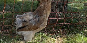 Bild: Naturwacht Brandenburg