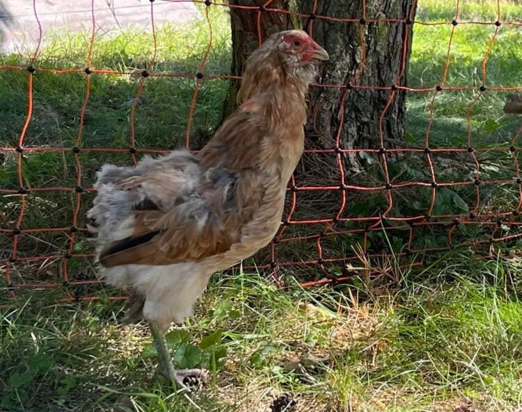 Bild: Naturwacht Brandenburg