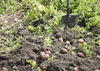 Lange Trockenheit: Historische Kartoffelernte in Burg verschoben