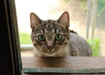 Tierschutzligadorf Neuhausen/Spree