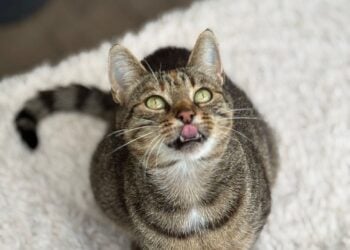 Lausitzer Tiere: Kleine Pauline sucht ihr neues Für-immer-Zuhause