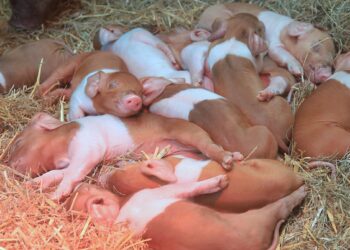 Tierpark Görlitz: Ferkelfreude bei den Husumer Protestschweinen