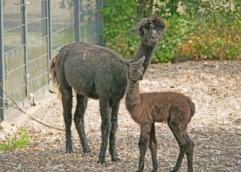 Alpakafohlen „Thor“ erblickt im Zoo Hoyerswerda das Licht der Welt