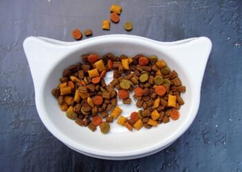 Mehr Verantwortung: Katzenhaltung in der Niederlausitz