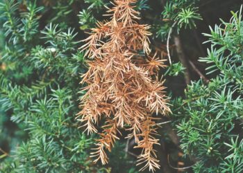 Eibenhecke richtig pflanzen: Pflegeleichte Klassiker im Garten