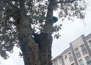 Cottbus: Bäume in Spremberger Vorstadt aus Sicherheitsgründen gefällt
