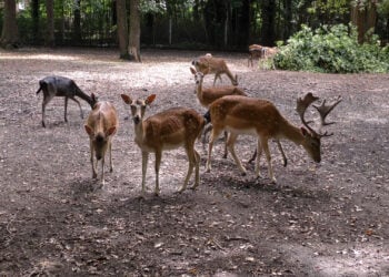 50 Jahre Tiergehege im Schlosspark Lauchhammer