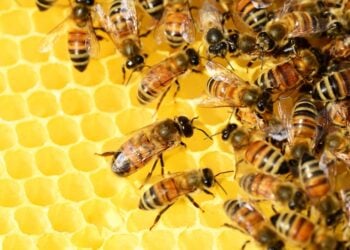 Landkreis Dahme-Spreewald wieder frei von Bienenseuche