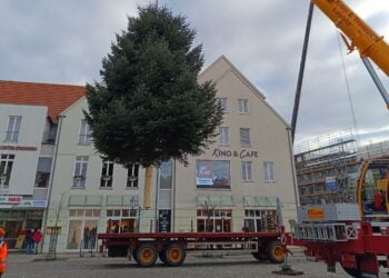 Spremberg sucht Weihnachtsbäume für Marktplatz & Dresdener Straße