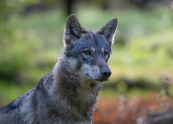 grauer Wolf; Symbolbild