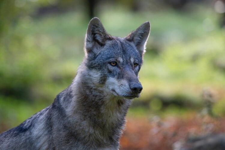 grauer Wolf; Symbolbild