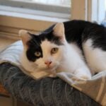 Tierschutzligadorf Neuhausen/Spree 