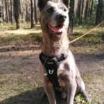 Tierhilfe Südbrandenburg 