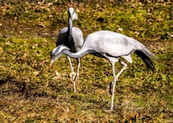 Geflügelpest in OSL nachgewiesen. Stallpflicht tritt ab morgen in Kraft