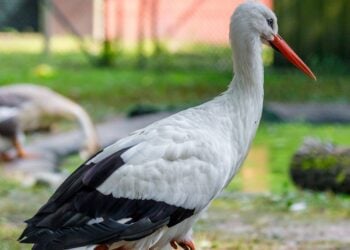 Geflügelpest: Auch die Vögel im Tierpark Finsterwalde bleiben im Stall