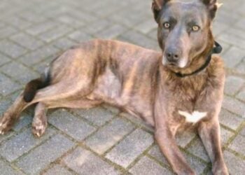 Tierhilfe Südbrandenburg