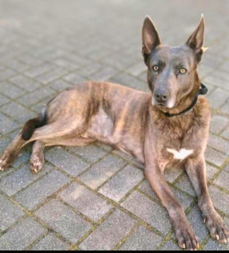 Tierhilfe Südbrandenburg 