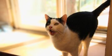 Tierschutzligadorf Neuhausen/Spree 