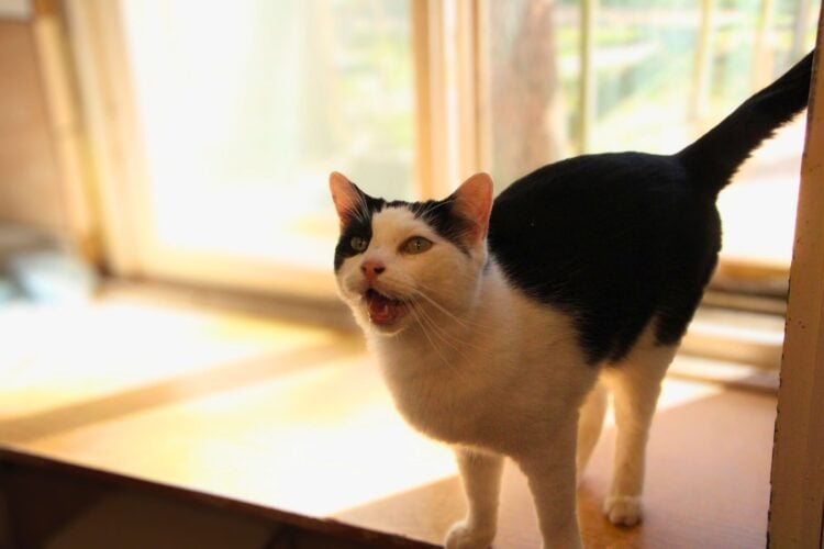 Tierschutzligadorf Neuhausen/Spree