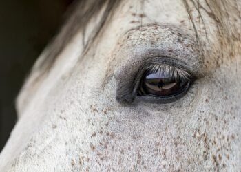 Pferd stirbt bei Unfall in Rehfeld – Autofahrer verletzt