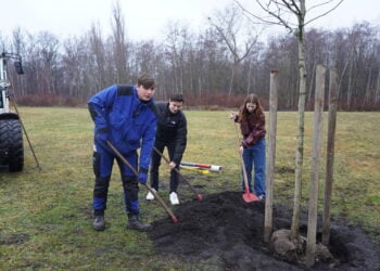 Baumpflanzaktion in Schwarzheide: Azubis schlagen Wurzeln