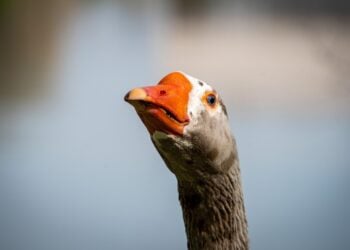 Ohne Führerschein, dafür mit Gänsen: Jugendliche in Grießen verunfallt