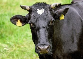 Blauzungenvirus in Sachsen festgestellt – Auswirkungen für Elbe-Elster