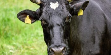Blauzungenvirus in Sachsen festgestellt – Auswirkungen für Elbe-Elster