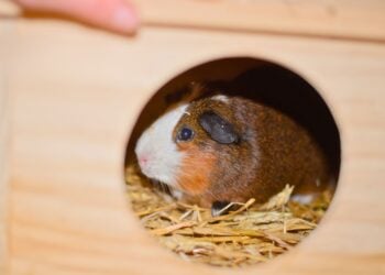 Tierschutzligadorf Neuhausen/Spree