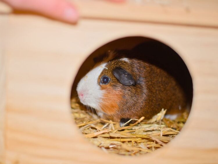 Tierschutzligadorf Neuhausen/Spree