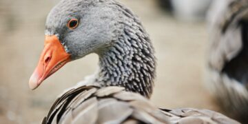 Landkreis Spree-Neiße / Envato Elements