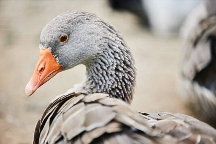 Landkreis Spree-Neiße / Envato Elements